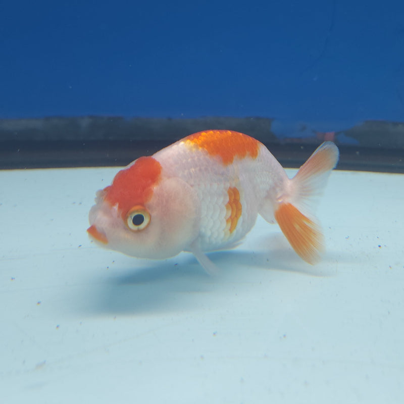 Chinese Ranchu Red & White 2in Female (FEB-331)R3B16