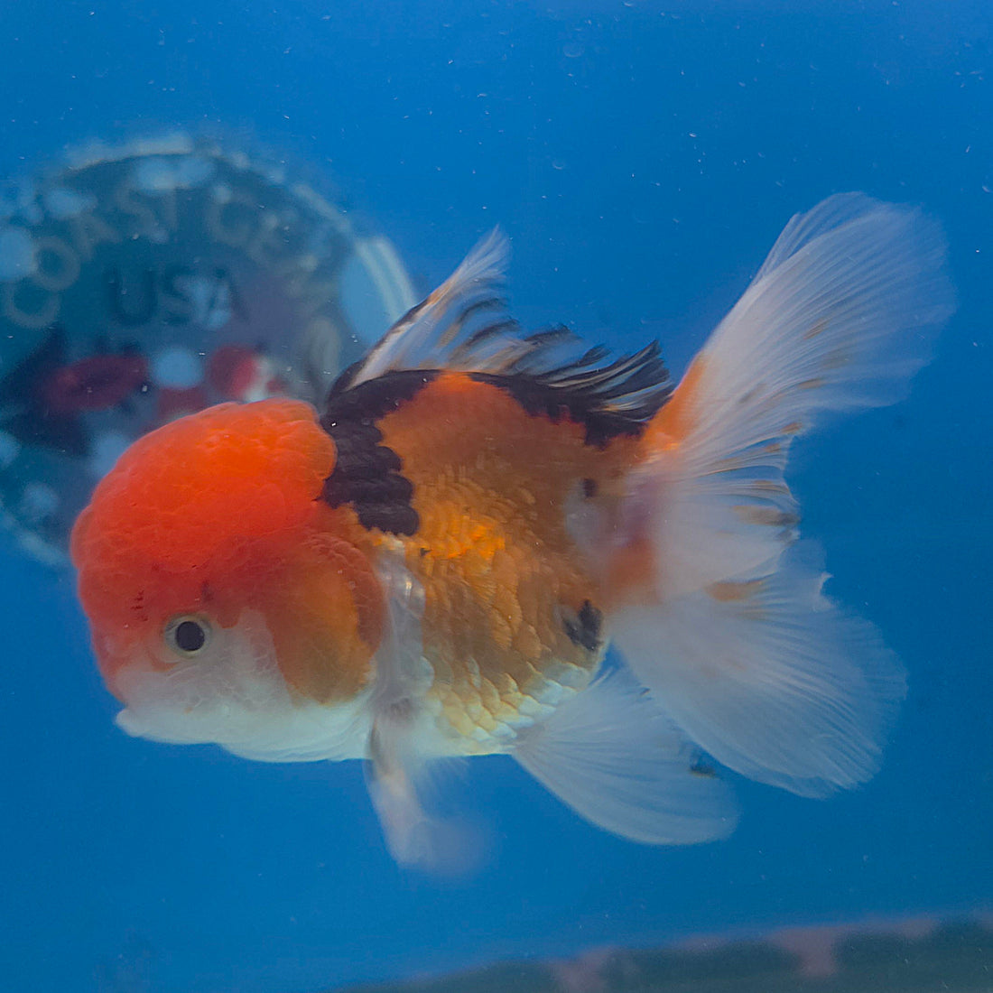Thai Oranda Tri-Color 3.5” Female(FEB-715)R1A07