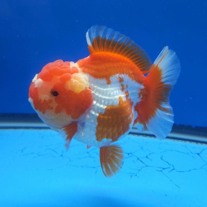 Thai Jumbo Oranda Red & White 4in Female (FEB-236)BLUETUB1