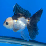 Thai Oranda Lemon Head Panda Jumbo Breed 2.8" Body Female 6mths(FEB-541)
