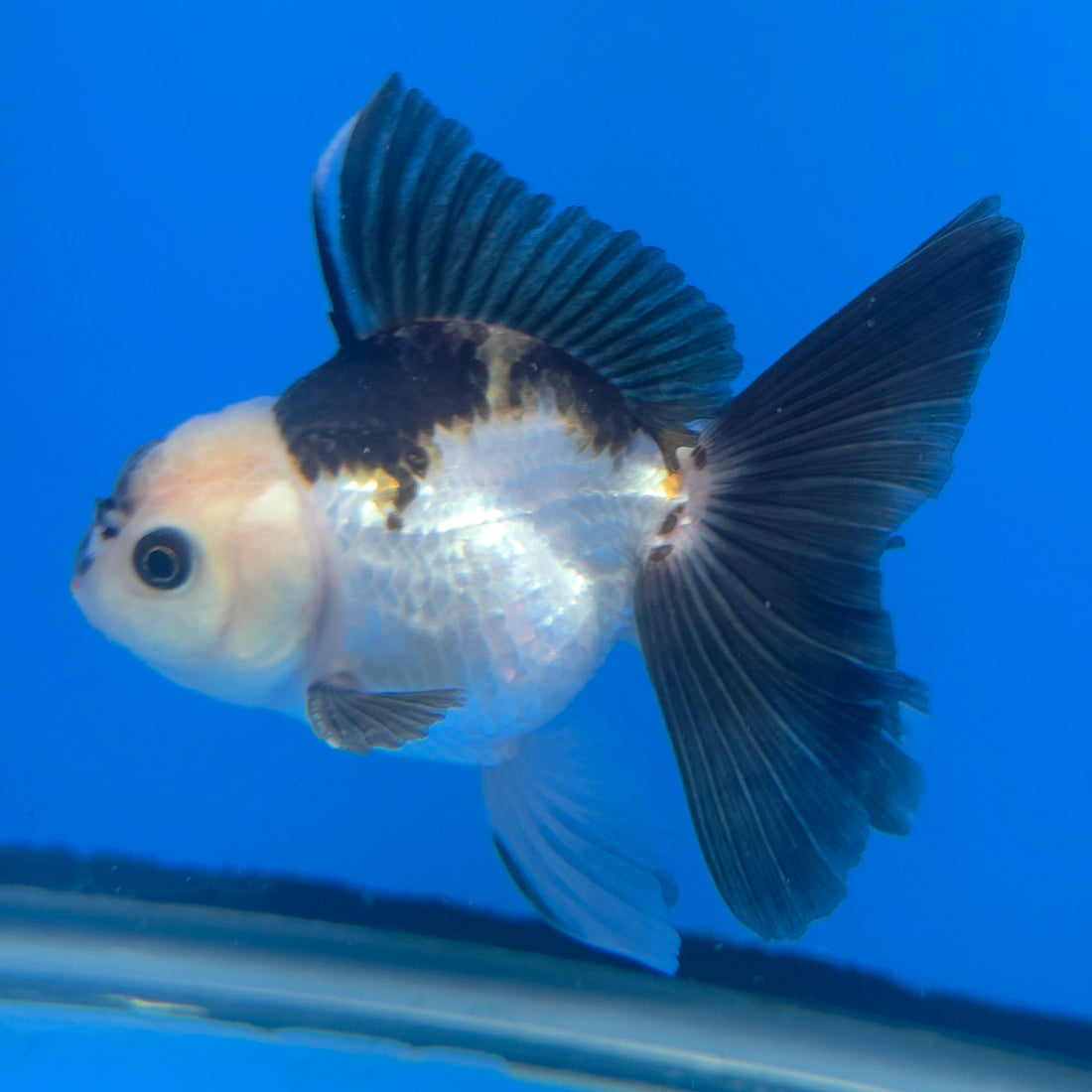 Thai Oranda Lemon Head Panda Jumbo Breed 2.8" Body Female 6mths(FEB-541)