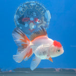 Thai Oranda Red Cap White Sakura 2.5” Female(FEB-678)R3B01