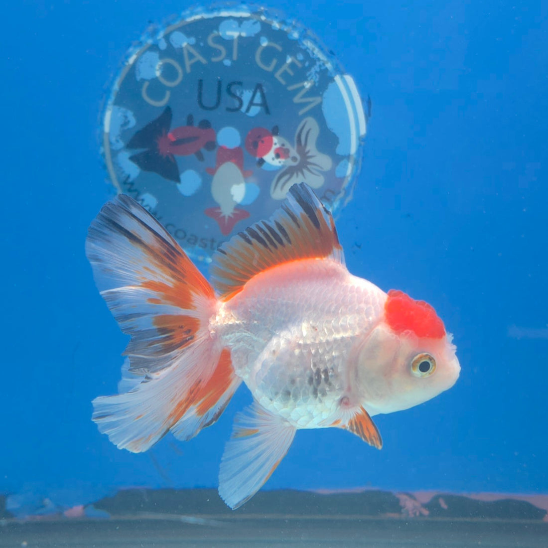 Thai Oranda Red Cap White Sakura 2.5” Female(FEB-678)R3B01