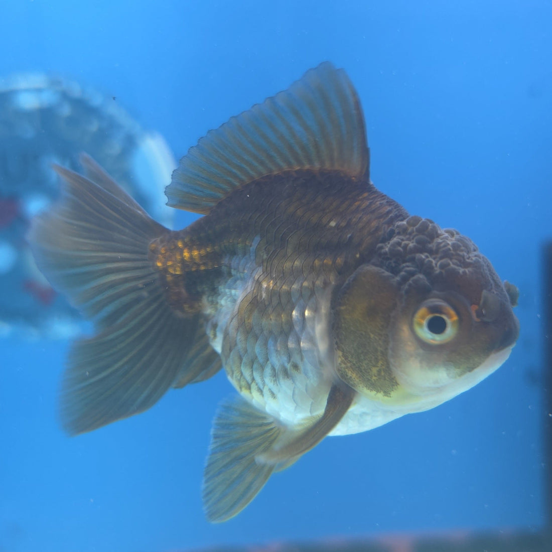 Thai Oranda Panda Silver 2.5” Female(FEB-663)R3B04