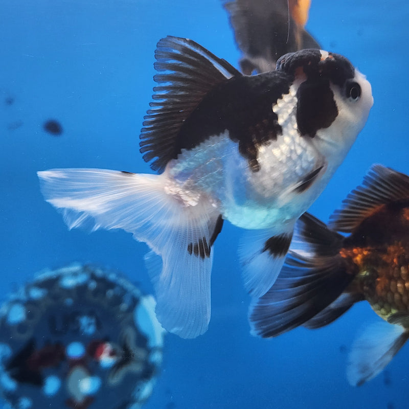 Thai Oranda Panda Tri-Color  2.5 F (FEB-178)R3A07