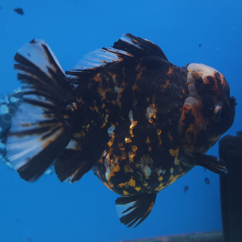 Thai Jumbo Black Tiger Orchid Tail Oranda by NK THAILAND 5.00 inch Body (NKT-FEB-372)