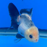 Thai Oranda Lemon Head Panda Jumbo Breed 2.8" Body Female 6mths(FEB-544)