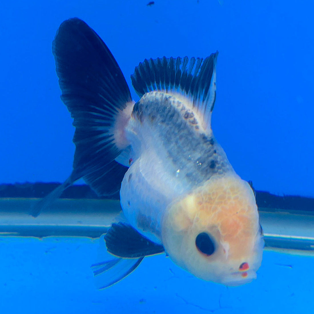 Thai Oranda Lemon Head Panda Jumbo Breed 2.8" Body Female 6mths(FEB-544)