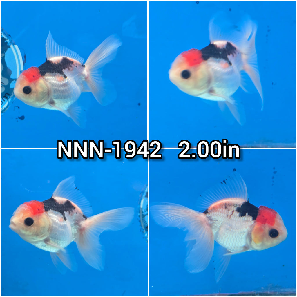 中古 back number『then』『fish』 中古 back number『then』『fish』 中古 back number『then』『fish