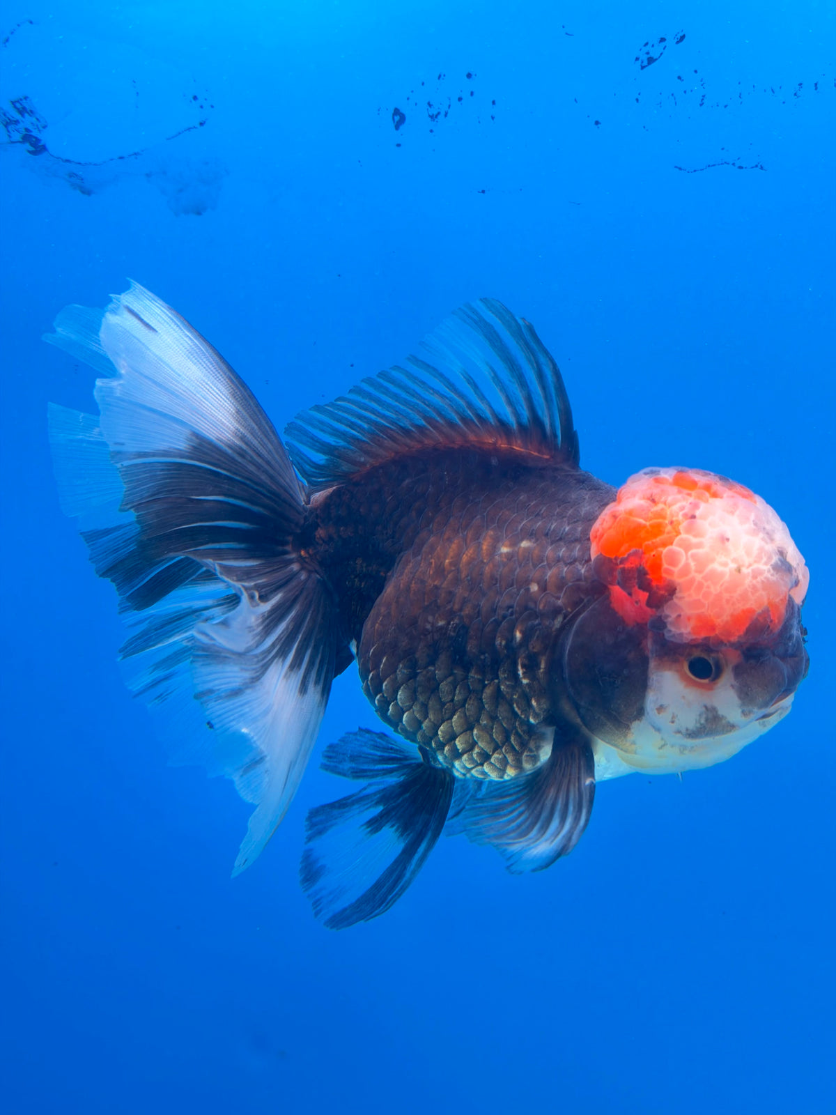 Thai Big Cap Panda Jumbo Oranda 4” Body Female(FEB-383)SHOWTANKB