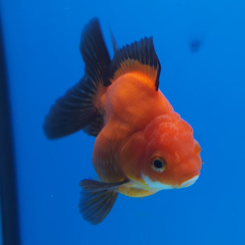 Thai Oranda Apache 2.5” Male (FEB-245)R3B04