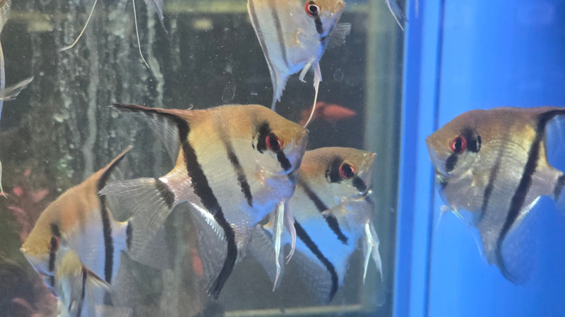 Manacapuru Angelfish Medium/LARGE 2.50"