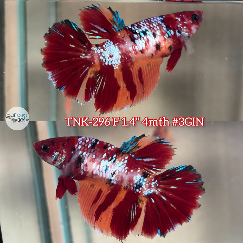 Live Female Betta Nemo Galaxy Halfmoon (TNK-296) High quality what you see what you get!!