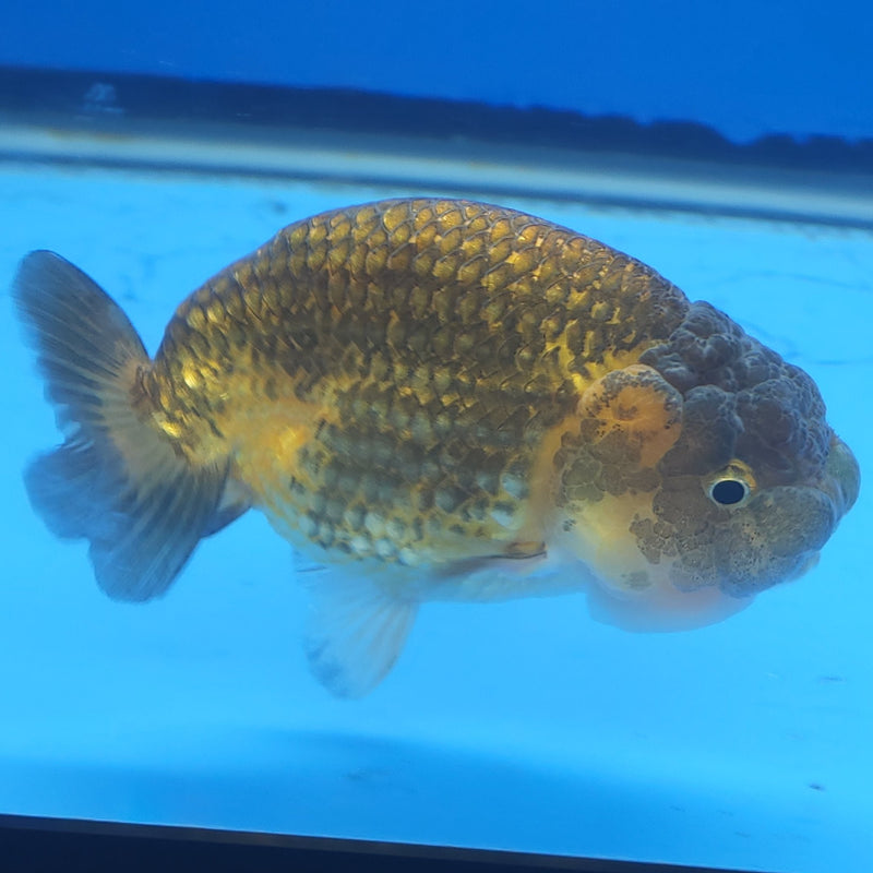 Thai Ranchu Copper 3” Body Female(FEB-360)SHOWTANKB