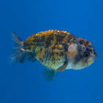 Thai Ranchu Granite 2.5in Female (FEB-701)R3B13