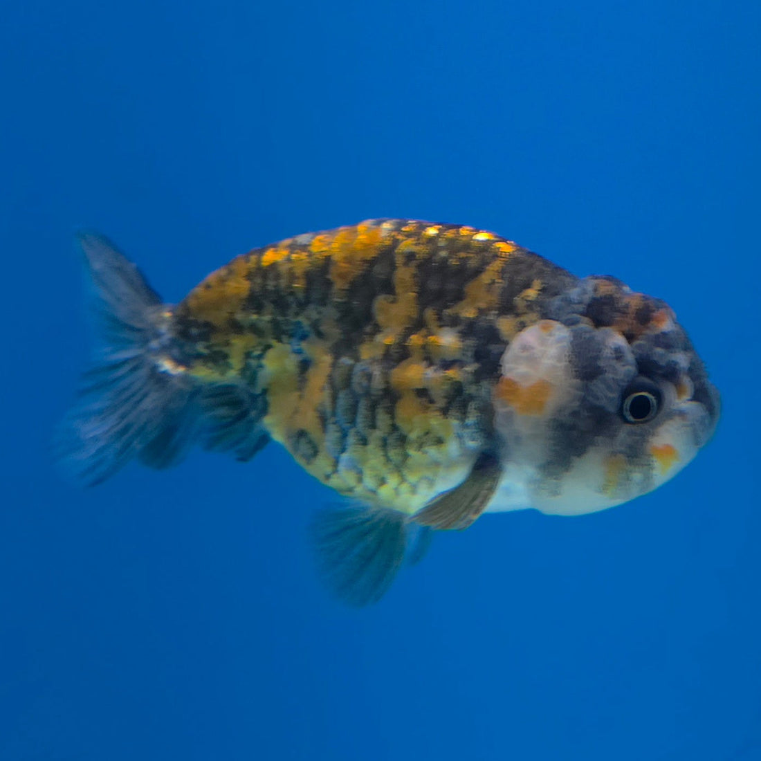 Thai Ranchu Granite 2.5in Female (FEB-701)R3B13