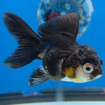 Thai Oranda Panda 2.5” Male(FEB-630)R3B15