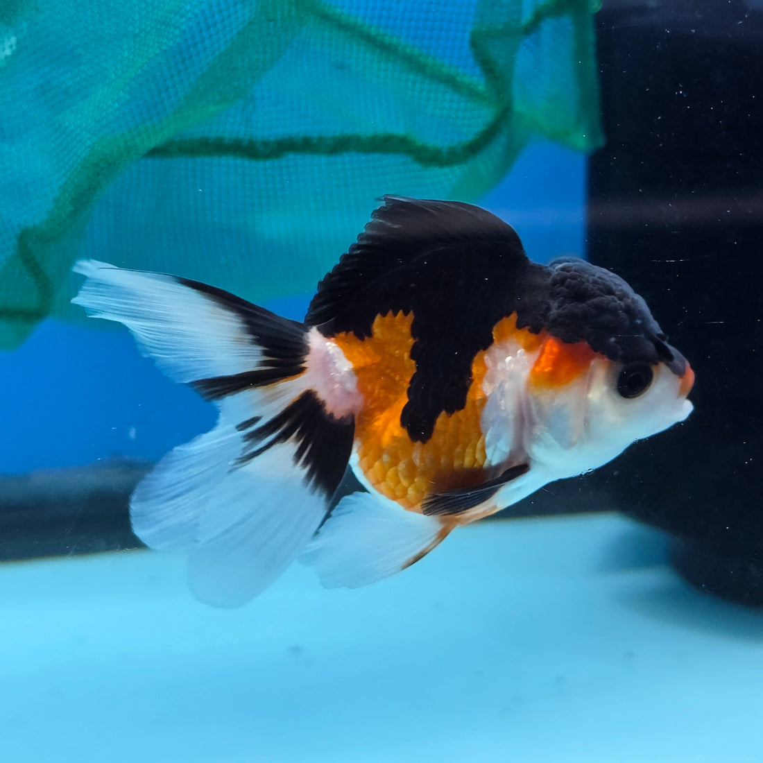 Thai Oranda Tri Color Short body breed 2.5" Body Female 6mths(FEB-561)R3B22