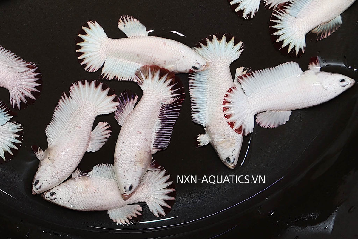 RED SNOW DRAGON FEMALE BETTA Sorority Group Our Choice(CBG-060)