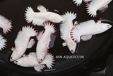 RED SNOW DRAGON FEMALE BETTA Sorority Group Our Choice(CBG-060)