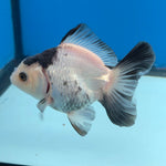 Thai Oranda Panda 3in Female (FEB-685)R3A06