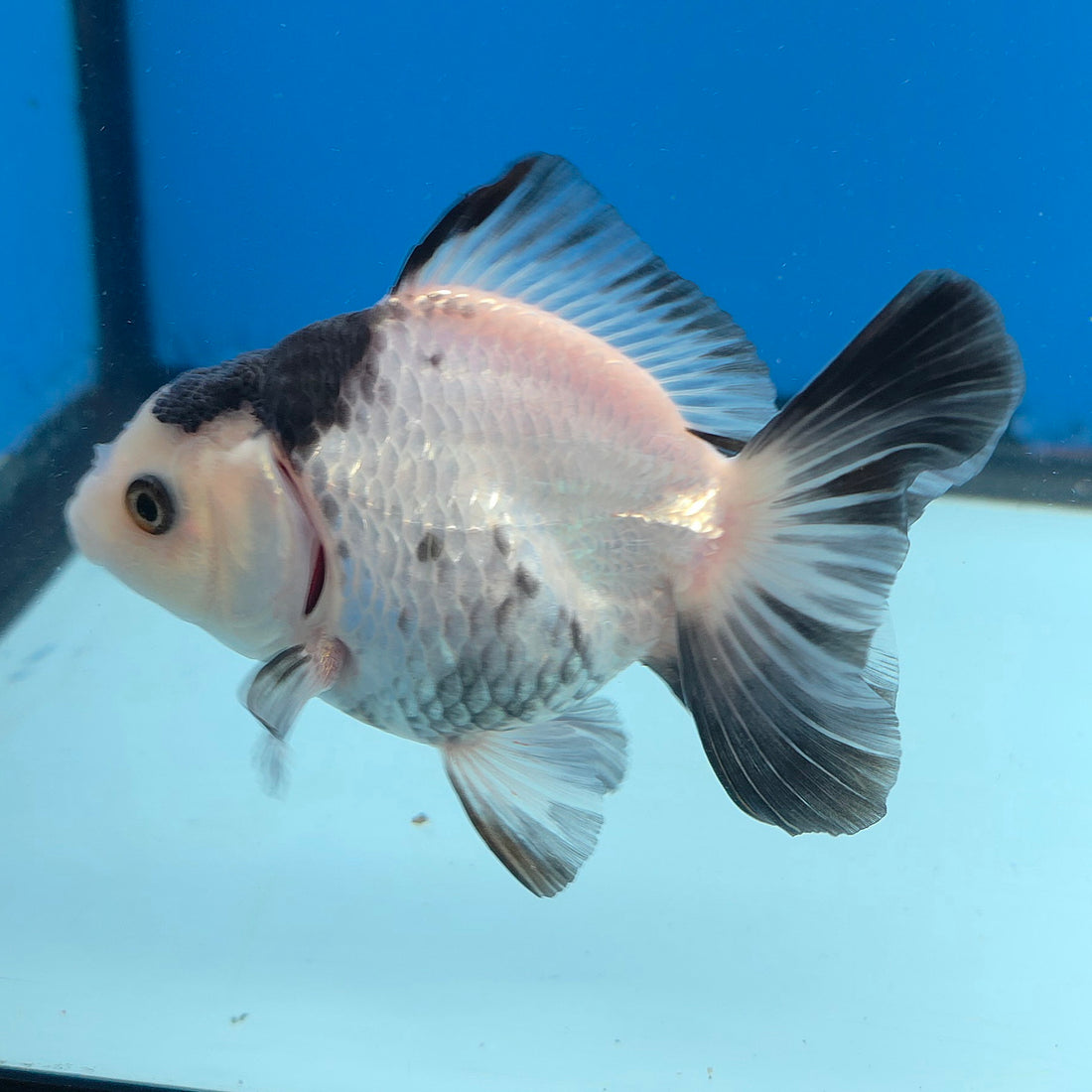 Thai Oranda Panda 3in Female (FEB-685)R3A06