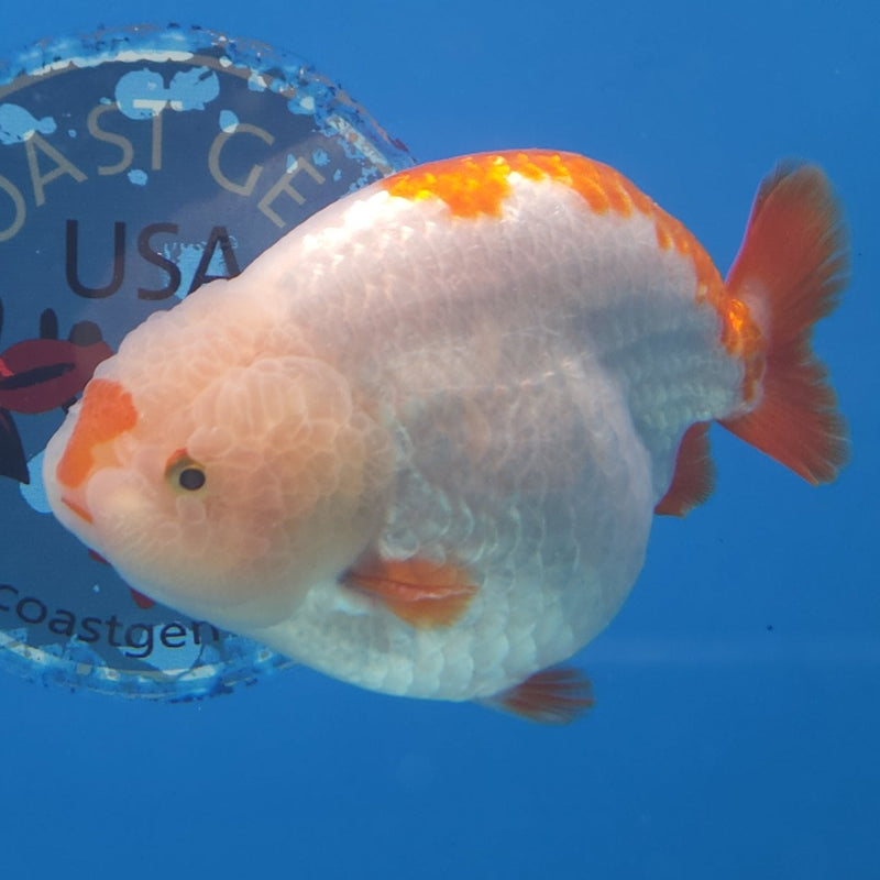 Chinese Ranchu Red & White 3.5” Body Male(FEB-348)R2B13