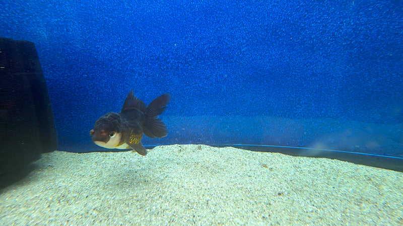 Thai Oranda Panda 2.5in Female (FEB-474)R3A13