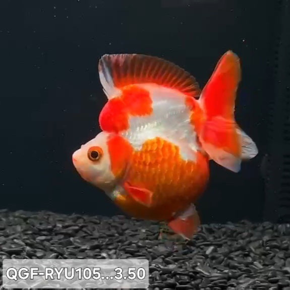 Thai Premium Red/White Ryukin 3.50 inch Body (QGF-RYU105)