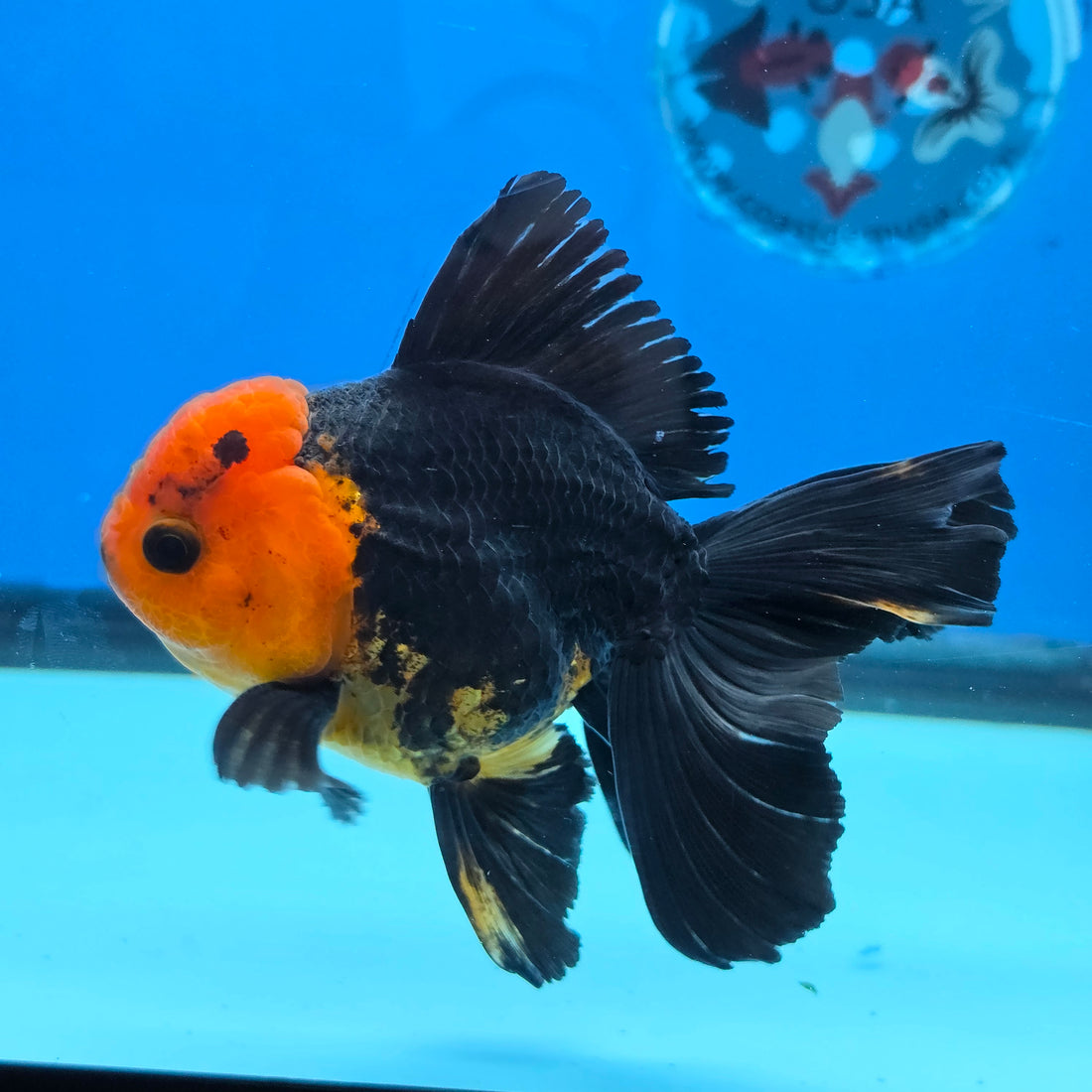 Thai Oranda Apache 4" Body male 9mths(FEB-568)R3A01
