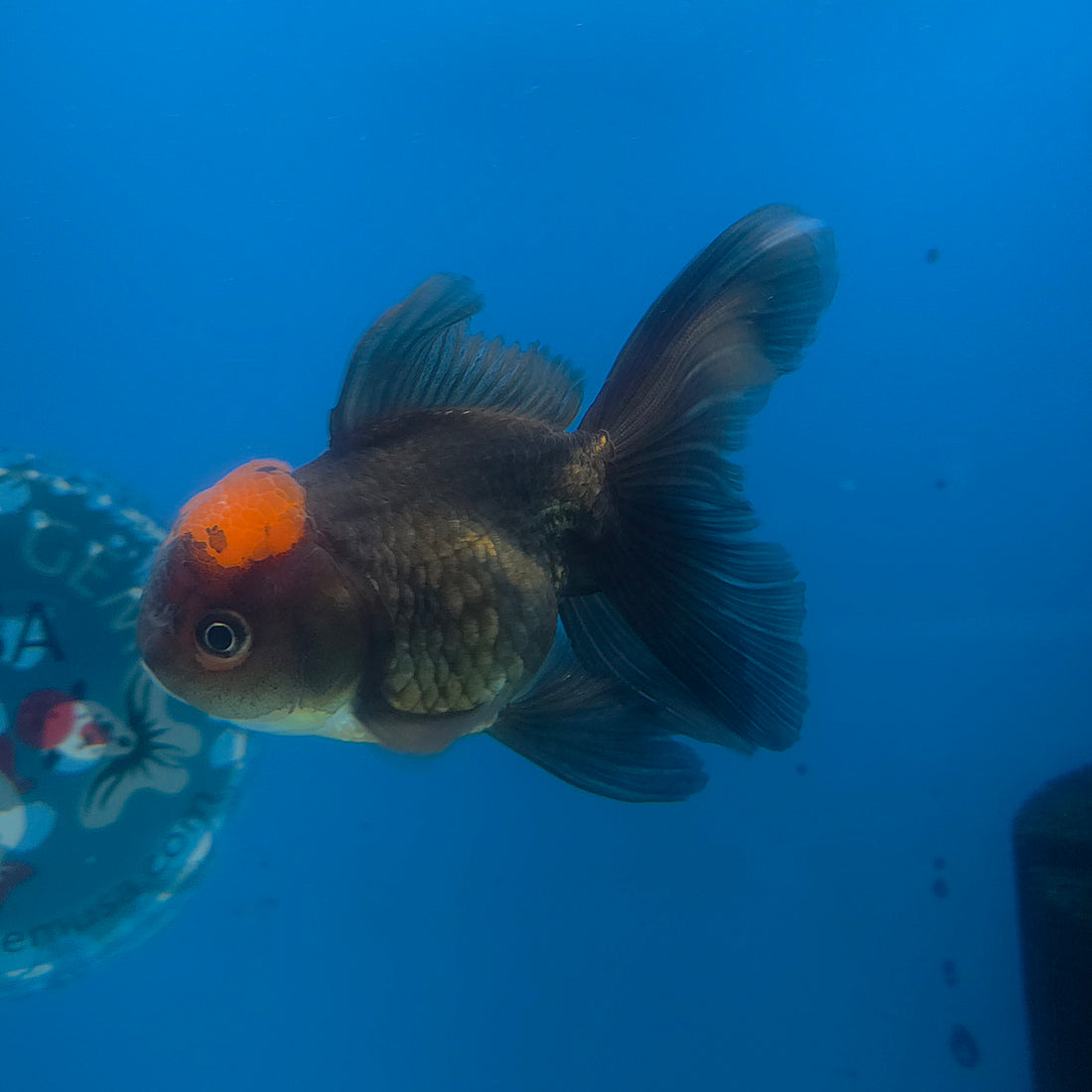 Thai Oranda Apache 3.5” Female(FEB-711)R1A07