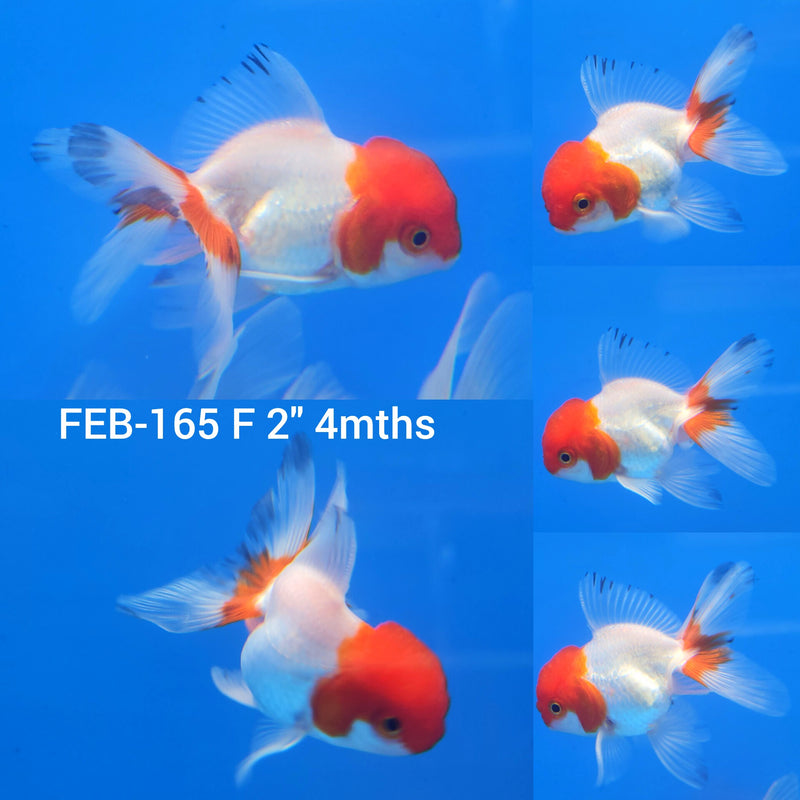 Thai Oranda White Red Cap 2” Body Female (FEB-165)R3A09