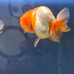 Thai Ranchu Red and White 4.00" Body Male (FEB-735)SHOWTANKB