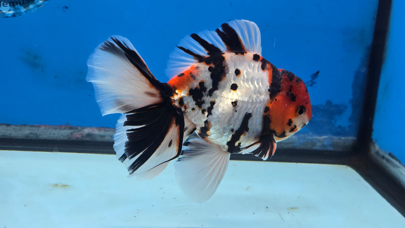 Thai Tri Color Tiger Calico Orchid Tail 3.50 inch Body Male Medium Breed (NNN-3029)R3A15