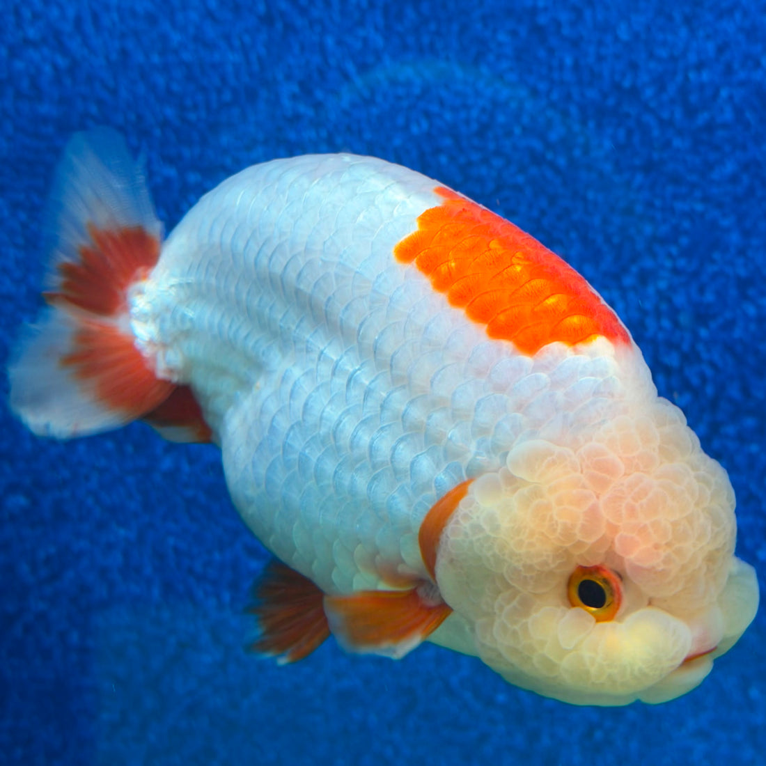 Thai Ranchu Red & White 4in Female (FEB-465)BLUETUBA