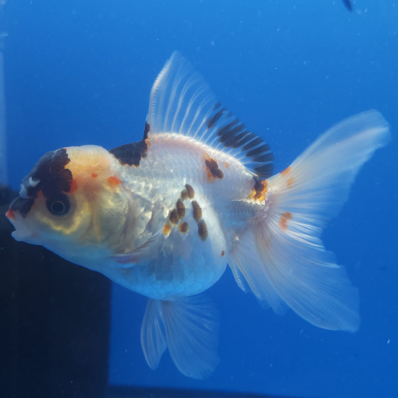 Thai Oranda Black Tancho Panda 2.5” Female (FEB-362)R3B20