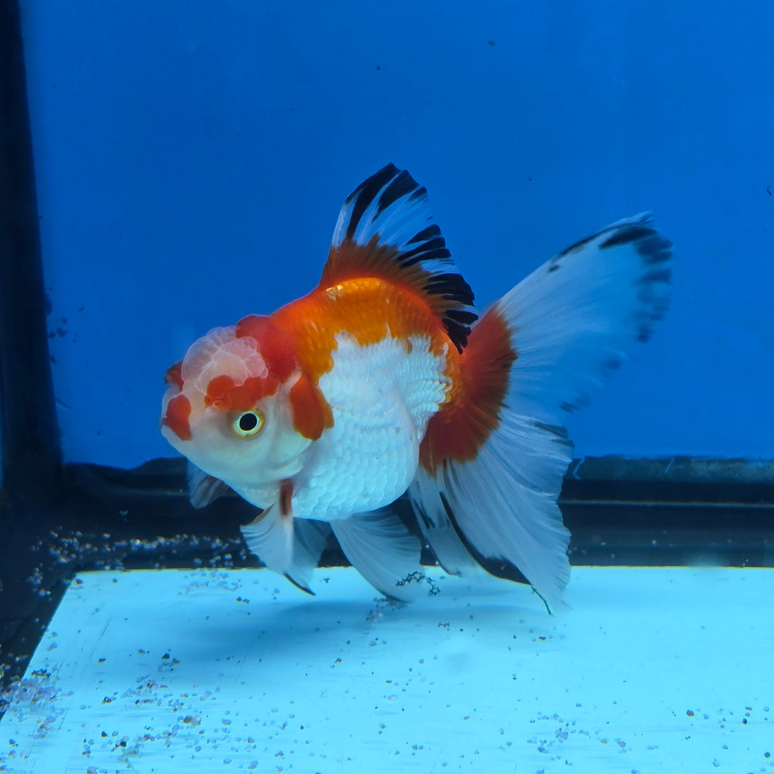 Thai Oranda Tri Color 2.8 in Body Female (FEB-530)R3A06