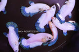BLUE RIM FEMALE BETTA Sorority Group Our Choice(CBG-061)