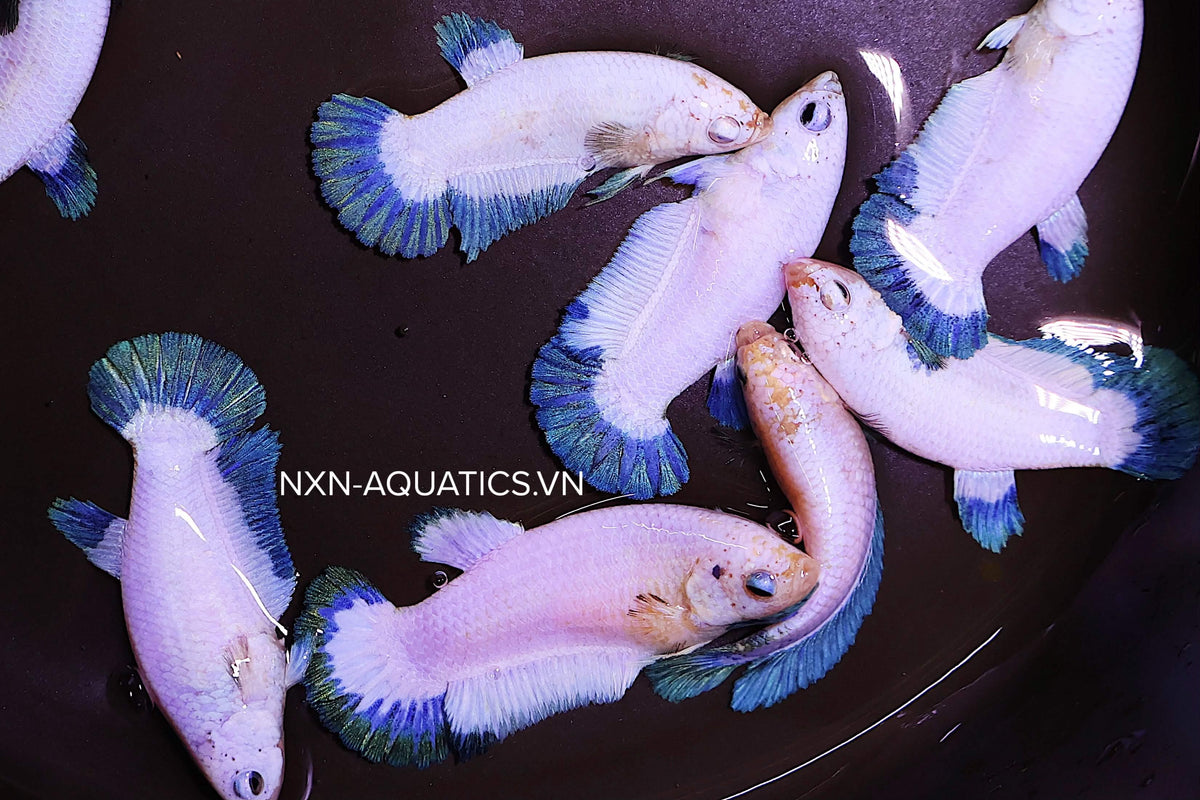 BLUE RIM FEMALE BETTA Sorority Group Our Choice(CBG-061)