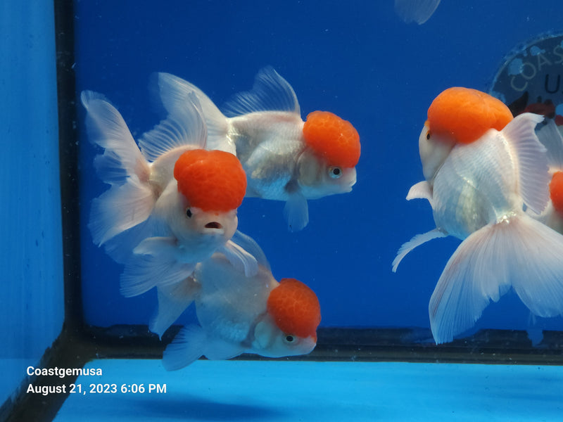 Live Fancy Goldfish Premium Select Our Choice Thai Red Cap Stocky Body Oranda 3.5'' inch Body Large (CGF)