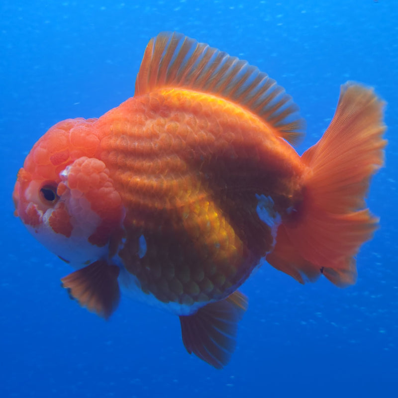 Thai Jumbo Oranda Red & White 4.5in Female (FEB-224)BLUETUB1
