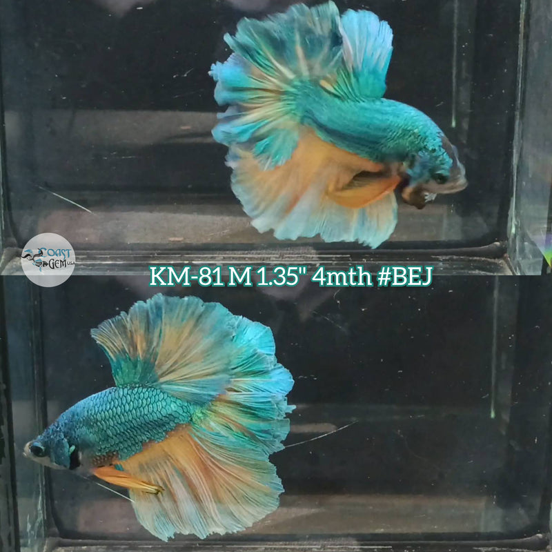 Live Male Betta Green -yellow Mustard Halfmoon Rosetail (KM-81) High quality what you see what you get!!