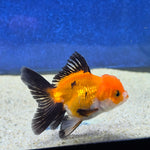 Thai Oranda Apache 2.5” male(FEB-653)R3B21