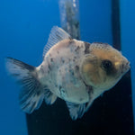 Thai Oranda Panda Silver 2.5” Female(FEB-700)R3B13