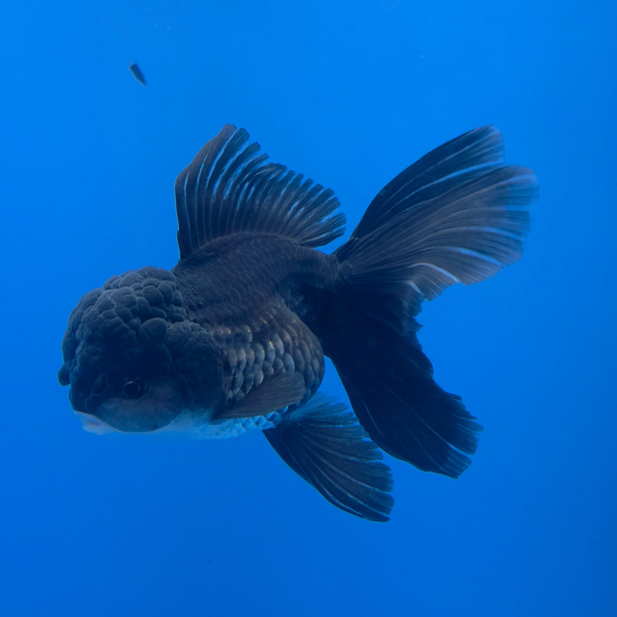 Thai Oranda Black 3.80" Body Female (FEB-770)R2B07
