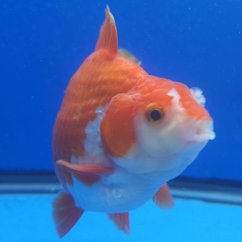 Thai Jumbo Oranda Red & White 4.5in Female (FEB-226)BLUETUB1