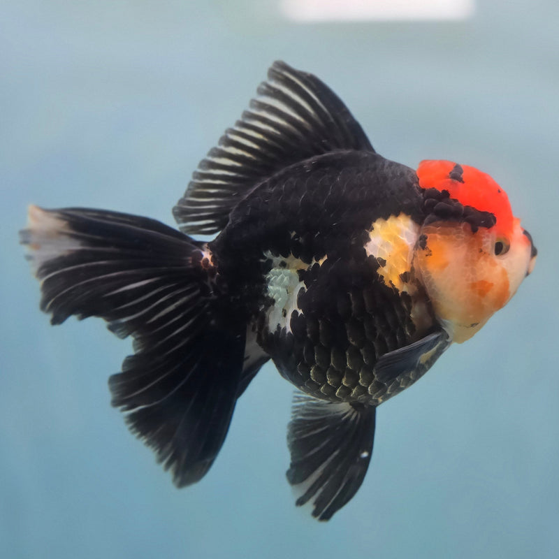 Thai Oranda Tri-Color 3.5" Female (CK-090)SHOWTANK