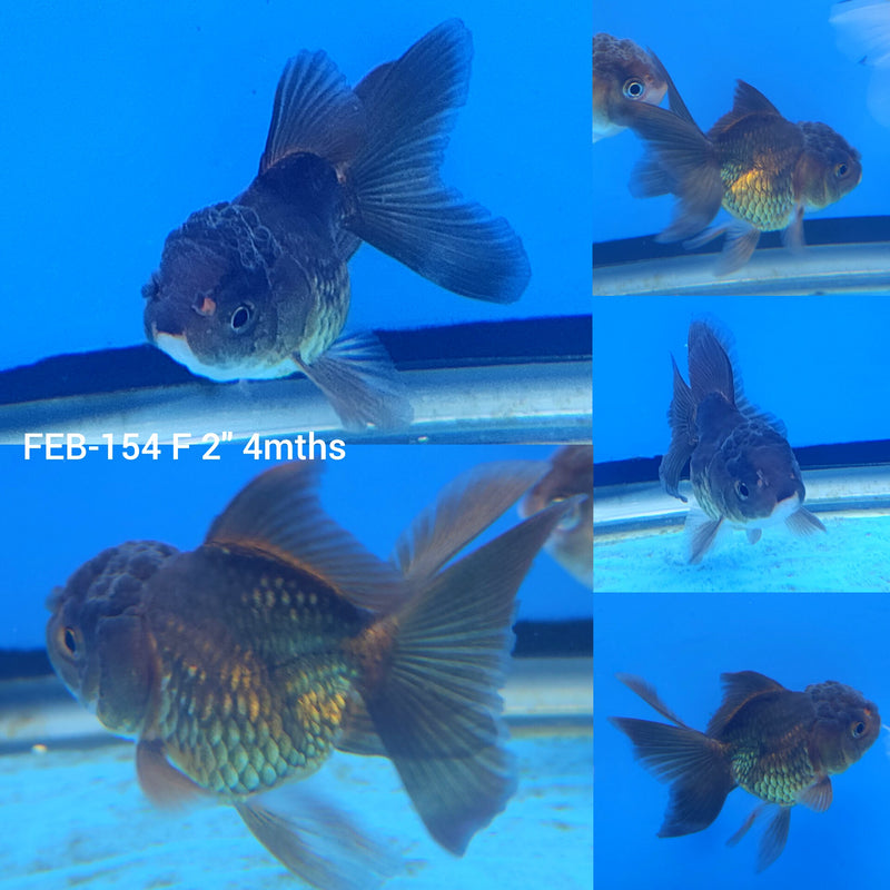 Thai Oranda Copper 2” Body Female (FEB-154)R3A10