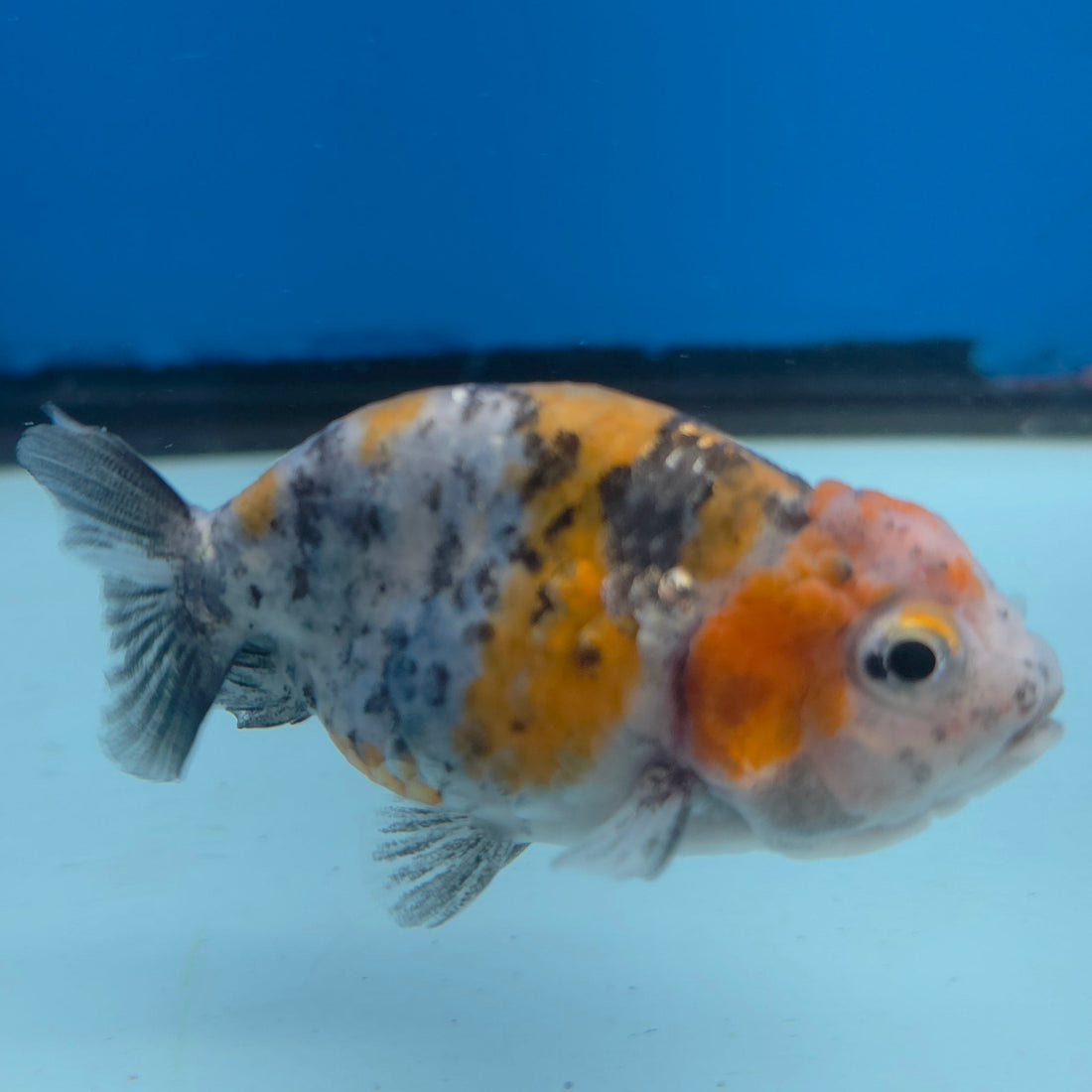 Thai Ranchu Gold Calico 2.5in Female (FEB-702)R3B13