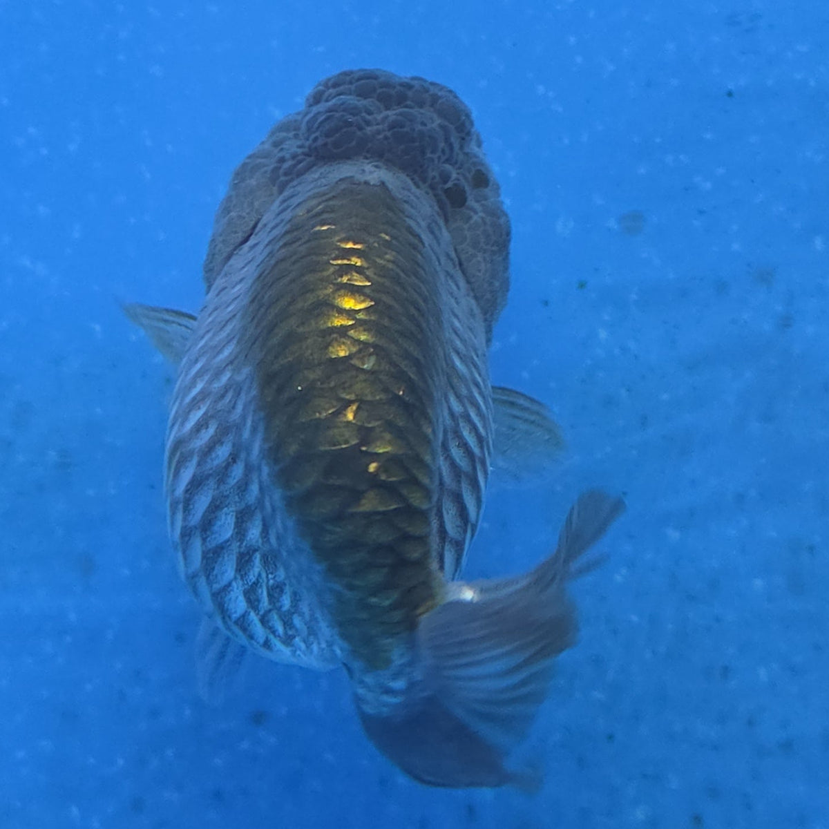 Thai Ranchu Copper Silver Calico 2.50" Body (FEB-876)R2B06